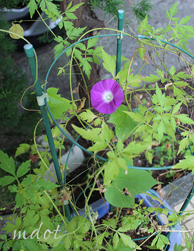 ふうせんかずら