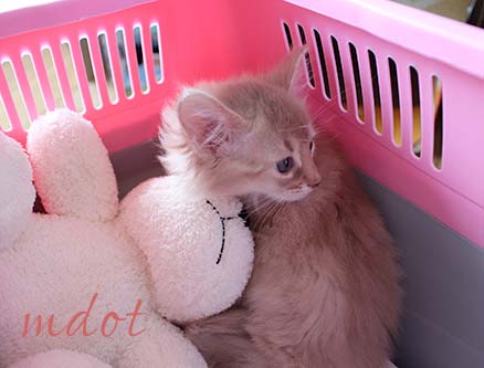 ライオンちゃんがやってきた