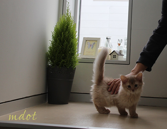 IKEAのコニファーにタティングレース