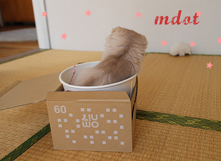 オムニセブン猫