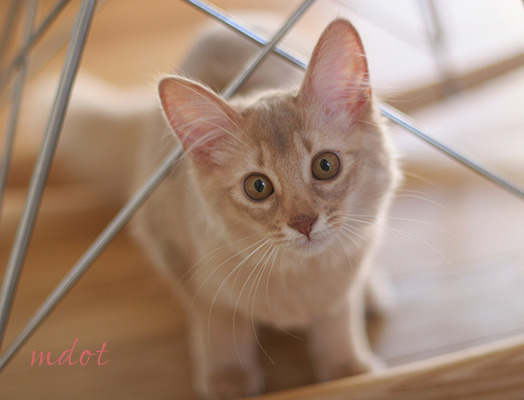 大きくなったよ