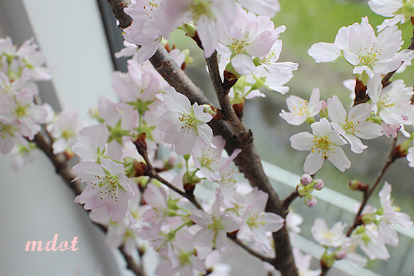 一足先のさくら